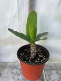 Euphorbia Milii SUNKIST Crown of Thorns Poysean Corona de Cristo Succulent Tropicals