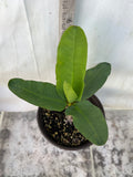 Euphorbia Milii SUNKIST Crown of Thorns Poysean Corona de Cristo Succulent Tropicals