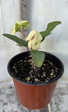 Euphorbia Milii RAMA 2 Crown Of Thorns  Poysean Corona De Cristo