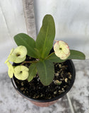 Euphorbia Milii RAMA 2 Crown Of Thorns  Poysean Corona De Cristo