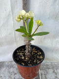 Euphorbia Milii RAMA 1 Crown Of Thorns  Corona De Cristo