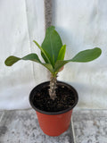 Euphorbia Milii SETHEE MUEANG CHAN Crown of Thorns  Poysean Corona de Cristo Giant.