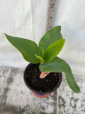 Euphorbia Milii SETHEE MUEANG CHAN Crown of Thorns  Poysean Corona de Cristo Giant.