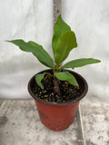 Euphorbia Milii DANCING QUEEN (POP CHOK) Crown of Thorns Corona De Cristo Succulent/Cactus
