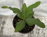 Euphorbia Milii DANCING QUEEN (POP CHOK) Crown of Thorns Corona De Cristo Succulent/Cactus