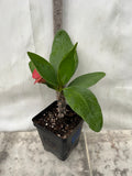 Euphorbia Milii CHOMPO SETHEE Super Giant Crown of Thorns Corona de Cristo