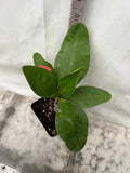 Euphorbia Milii CHOMPO SETHEE Super Giant Crown of Thorns Corona de Cristo
