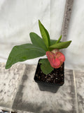 Euphorbia Milii CHOMPO SETHEE Super Giant Crown of Thorns Corona de Cristo