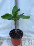 Euphorbia Milii GOLDEN GOBLET Corona de Cristo Crown Of Thorns Cactus/Succulent