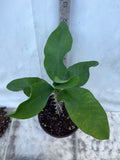Euphorbia Milii GOLDEN GOBLET Corona de Cristo Crown Of Thorns Cactus/Succulent