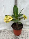 Euphorbia Milii NAMCHOK (Dream Land) Crown of Thorns Corona de Cristo Cactus/Succulent