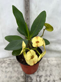 Euphorbia Milii NAMCHOK (Dream Land) Crown of Thorns Corona de Cristo Cactus/Succulent