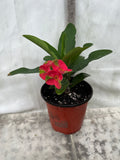 Euphorbia Milii RED MILLIONAIRE Crown of Thorns Corona d’Cristo Poysean Succulent Tropical