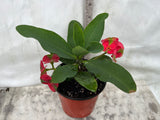Euphorbia Milii RED MILLIONAIRE Crown of Thorns Corona d’Cristo Poysean Succulent Tropical