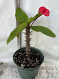 Euphorbia Milii SAFARI SUNSET Crown of Thorns Corona de Cristo Giant