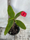 Euphorbia Milii SAFARI SUNSET Crown of Thorns Corona de Cristo Giant