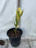 ZZ Plant VARIEGATED Zamioculcas Zamiifolia  Air Purifier Houseplant