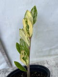 ZZ Plant VARIEGATED Zamioculcas Zamiifolia  Air Purifier Houseplant