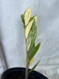 ZZ Plant VARIEGATED Zamioculcas Zamiifolia  Air Purifier Houseplant