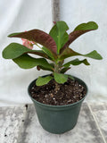 Crown of Thorns 'Angelique' Euphorbia Milii Corona de Cristo Cactus Plant