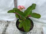 Crown of Thorns 'Angelique' Euphorbia Milii Corona de Cristo Cactus Plant