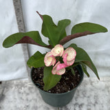 Crown of Thorns 'Angelique' Euphorbia Milii Corona de Cristo Cactus Plant