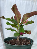 Crown of Thorns 'Angelique' Euphorbia Milii Corona de Cristo Cactus Plant