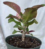 Crown of Thorns 'Angelique' Euphorbia Milii Corona de Cristo Cactus Plant