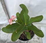 Crown of Thorns 'Angelique' Euphorbia Milii Corona de Cristo Cactus Plant