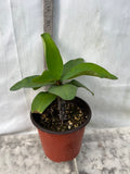 Euphorbia Milii CHOMPO SETHEE Super Giant Crown of Thorns Corona de Cristo