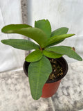 Euphorbia Milii CHOMPO SETHEE Super Giant Crown of Thorns Corona de Cristo