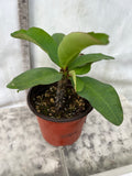 Euphorbia Milii CHOMPO SETHEE Super Giant Crown of Thorns Corona de Cristo
