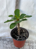 Euphorbia Milii EUPHORBIA ROSES Crown of Thorns Thai Hybrid