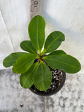 Euphorbia Milii EUPHORBIA ROSES Crown of Thorns Thai Hybrid