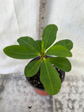 Euphorbia Milii EUPHORBIA ROSES Crown of Thorns Thai Hybrid