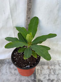 Euphorbia Milii HARLEQUIN Crown of Thorns Corona de Cristo Succulents Tropicals