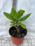 Euphorbia Milii WHISPERING ANGEL Crown Of Thorns  Poysean Corona De Cristo