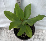 Euphorbia Milii WHISPERING ANGEL Crown Of Thorns  Poysean Corona De Cristo