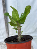 Euphorbia Milii WHISPERING ANGEL Crown Of Thorns  Poysean Corona De Cristo