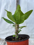 Euphorbia Milii WHISPERING ANGEL Crown Of Thorns  Poysean Corona De Cristo