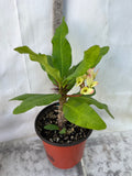 Euphorbia Milii DANCING QUEEN (POP CHOK) Crown of Thorns Corona De Cristo Succulent/Cactus