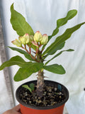 Euphorbia Milii DANCING QUEEN (POP CHOK) Crown of Thorns Corona De Cristo Succulent/Cactus
