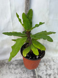 Euphorbia Milii ORANGE POM POM Crown of Thorns Corona De Cristo Cactus Rare