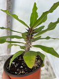 Euphorbia Milii ORANGE POM POM Crown of Thorns Corona De Cristo Cactus Rare