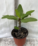 Euphorbia Milii NEW MILLIONAIRE Crown of Thorns Corona De Cristo Poysean Thai Hybrid