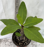 Euphorbia Milii NEW MILLIONAIRE Crown of Thorns Corona De Cristo Poysean Thai Hybrid