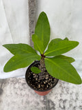Euphorbia Milii NEW MILLIONAIRE Crown of Thorns Corona De Cristo Poysean Thai Hybrid