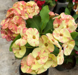Euphorbia Milii PRECIOUS GOLD Crown of Thorns Corona De Cristo Cactus/Succulent
