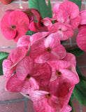 Euphorbia Milii LUCKY RUBY Crown of Thorns Corona de Cristo Thai Hybrid