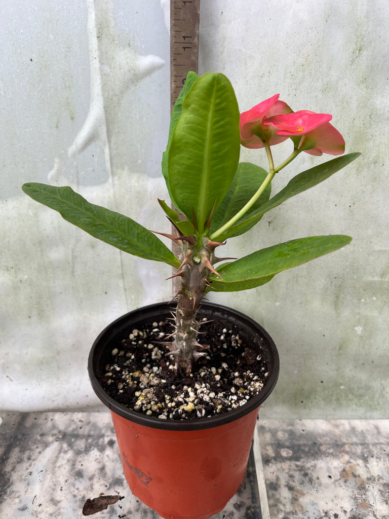 crown of thorns succulent plant Euphorbia Milii LUCIANA Crown of Thorns Corona de Cristo Succulent – Euphorbia Milii Garden (Crown Of Thorns)